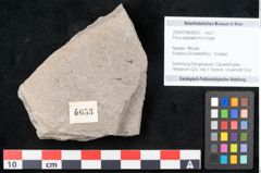 Foto (Objekt + Etikett) von Pinus taedaeformis Unger (NHMW-GEO-2024-0188-6653)